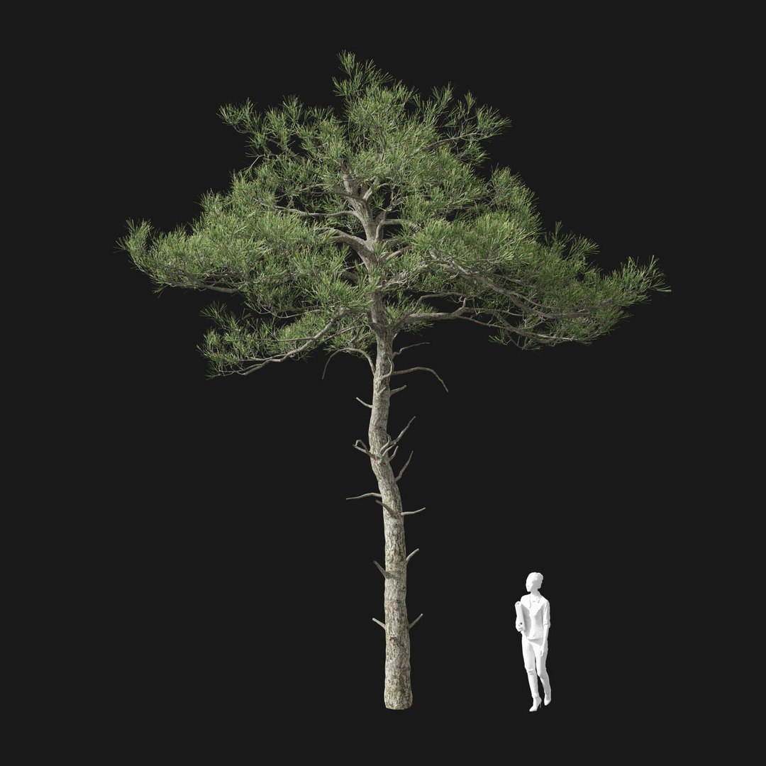 3D model Real Trees I https://p.turbosquid.com/ts-thumb/Ij/Jk2K9a/xg/vppinussylvestrisv1/jpg/1684780979/1920x1080/fit_q87/c395a034a69d603cbd0baa64b2598695eff299df/vppinussylvestrisv1.jpg