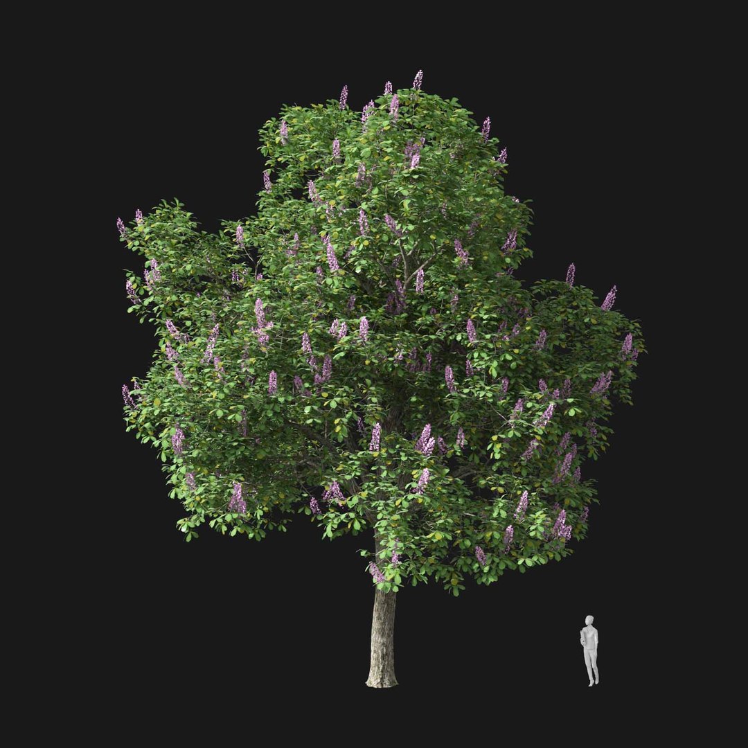 3D model Real Trees I https://p.turbosquid.com/ts-thumb/Ij/Jk2K9a/xt/vpaesculushippocastanumv1/jpg/1684780940/1920x1080/fit_q87/ebcf43b3911c11deeb97989e2d2d207bb09fe930/vpaesculushippocastanumv1.jpg