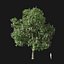 Real Trees I