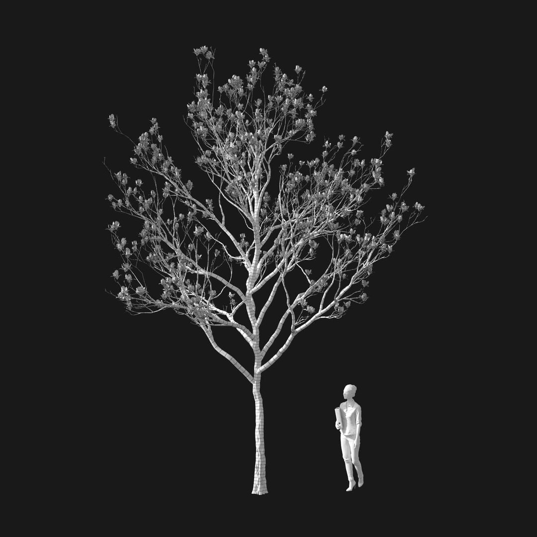 3D model Real Trees I https://p.turbosquid.com/ts-thumb/Ij/Jk2K9a/yX/vpmagnoliav2wire/jpg/1684780960/1920x1080/fit_q87/5ee162690ddf7586a47dfedd06c8fcf010d6e83f/vpmagnoliav2wire.jpg