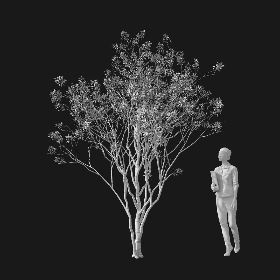 3D model Real Trees I https://p.turbosquid.com/ts-thumb/Ij/Jk2K9a/z3/vpamelanchiercanadensisv4wire/jpg/1684780946/1920x1080/fit_q87/0f814658cec6d234cf8a65c1e7237c43c1b5cb5b/vpamelanchiercanadensisv4wire.jpg
