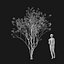 Real Trees I