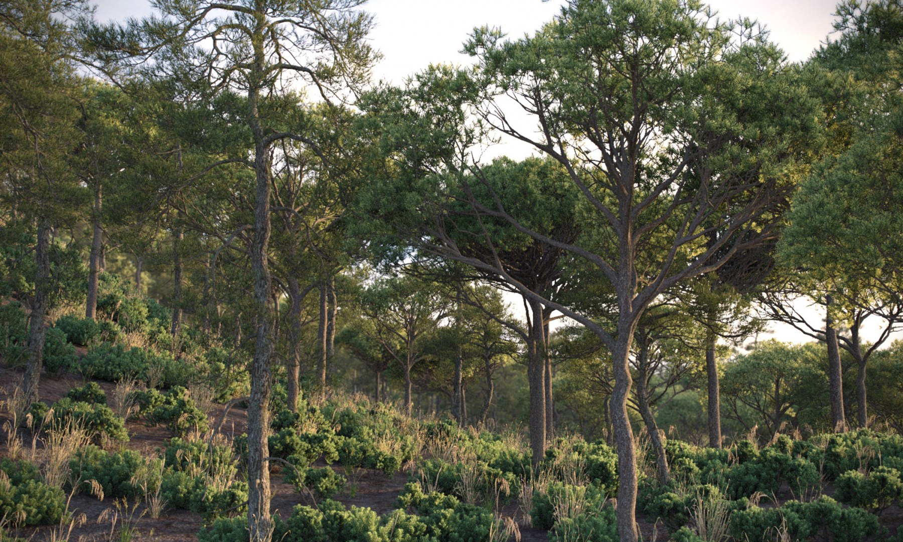 3D model Real Trees I https://p.turbosquid.com/ts-thumb/Ij/Jk2K9a/zx/vprealforestpines02edit1500x900/jpg/1684780523/1920x1080/fit_q87/5f257671a21a377f6fda43fd8a3adb684fb1b380/vprealforestpines02edit1500x900.jpg