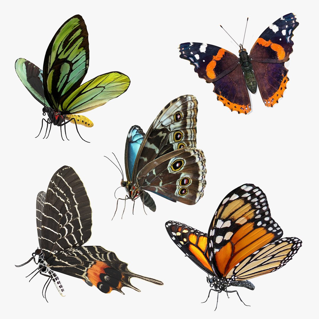 Butterflies Collection 4 3D model preview