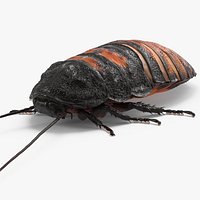 Madagascar Giant Hissing Cockroach with Fur 3D Model