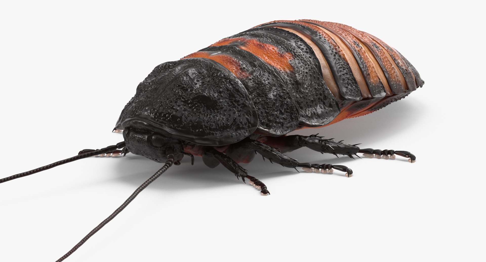 Madagascar Giant Hissing Cockroach with Fur 3D Model 3D model preview