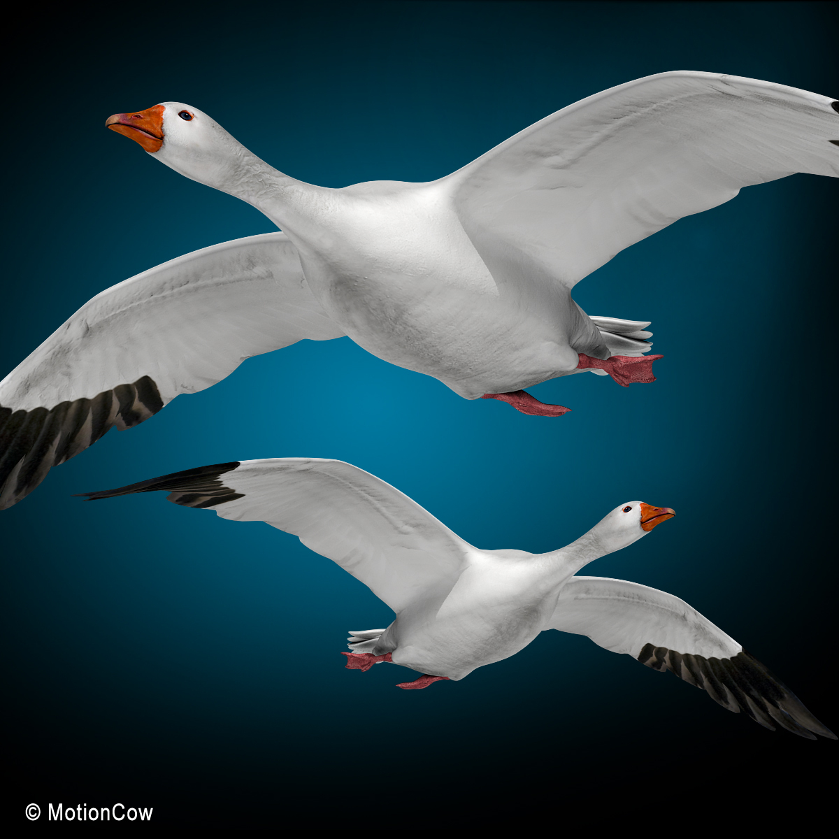 flying goose 3d model