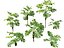 Highpoly-Low Poly - Licuala ramsayi - Australian Fan Palm