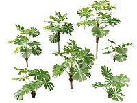 Highpoly-Low Poly - Licuala ramsayi - Australian Fan Palm