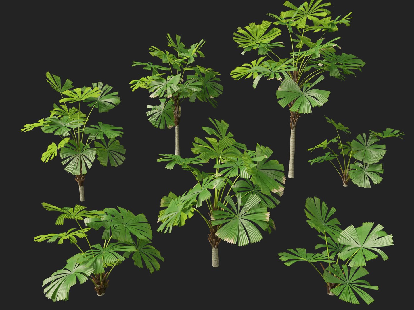 3D model Highpoly-Low Poly - Licuala ramsayi - Australian Fan Palm https://p.turbosquid.com/ts-thumb/Ij/eGchQl/9V/licuala_ramsayi10/jpg/1777386660/1920x1080/fit_q87/58131eed100a3c631288ae476c1993abfe05ef19/licuala_ramsayi10.jpg