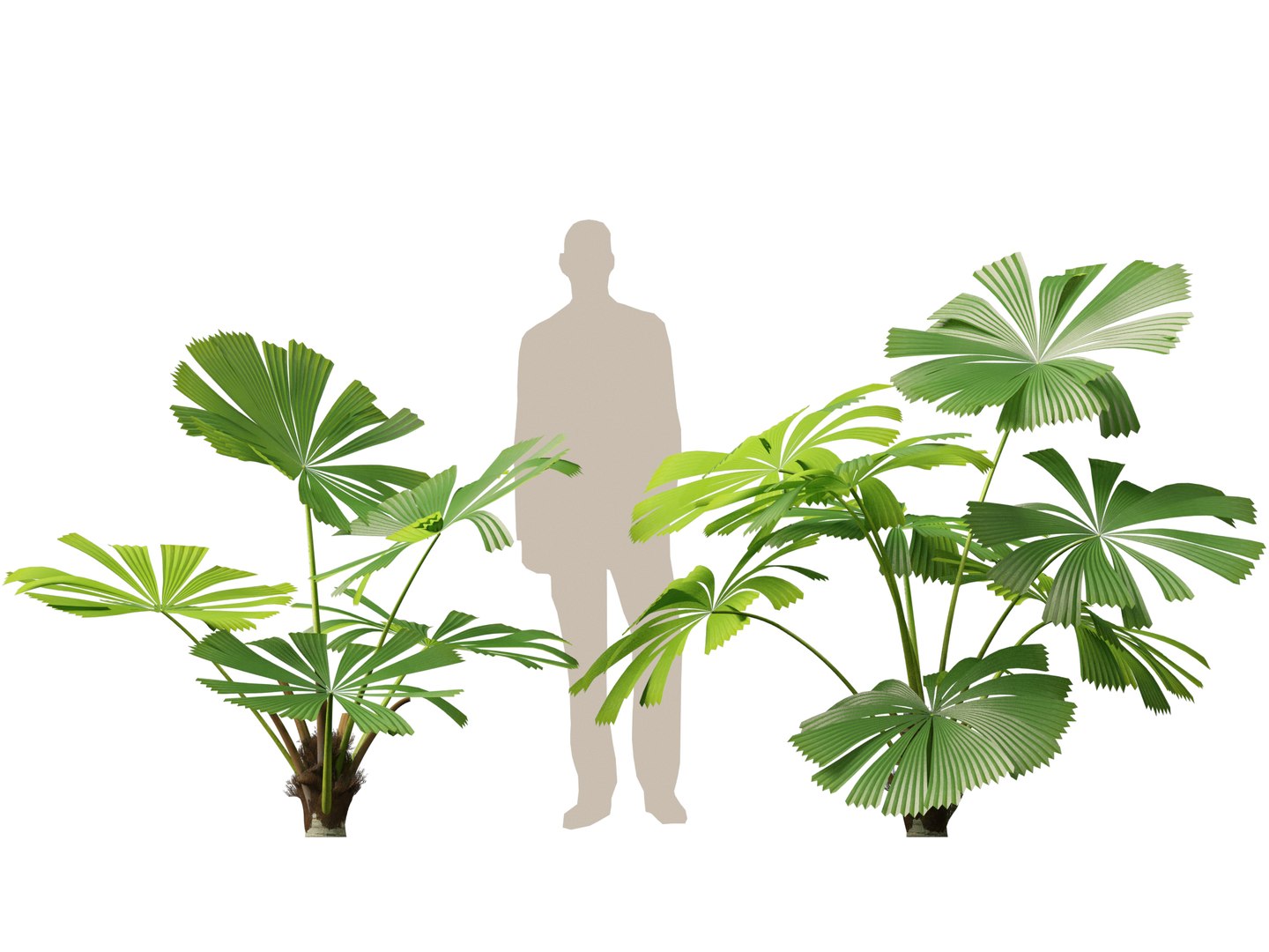 3D model Highpoly-Low Poly - Licuala ramsayi - Australian Fan Palm https://p.turbosquid.com/ts-thumb/Ij/eGchQl/E9/licuala_ramsayi3/jpg/1777386654/1920x1080/fit_q87/95ccebcfaae1805e4721a03772a0ec0a607c8fea/licuala_ramsayi3.jpg