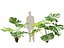 Highpoly-Low Poly - Licuala ramsayi - Australian Fan Palm