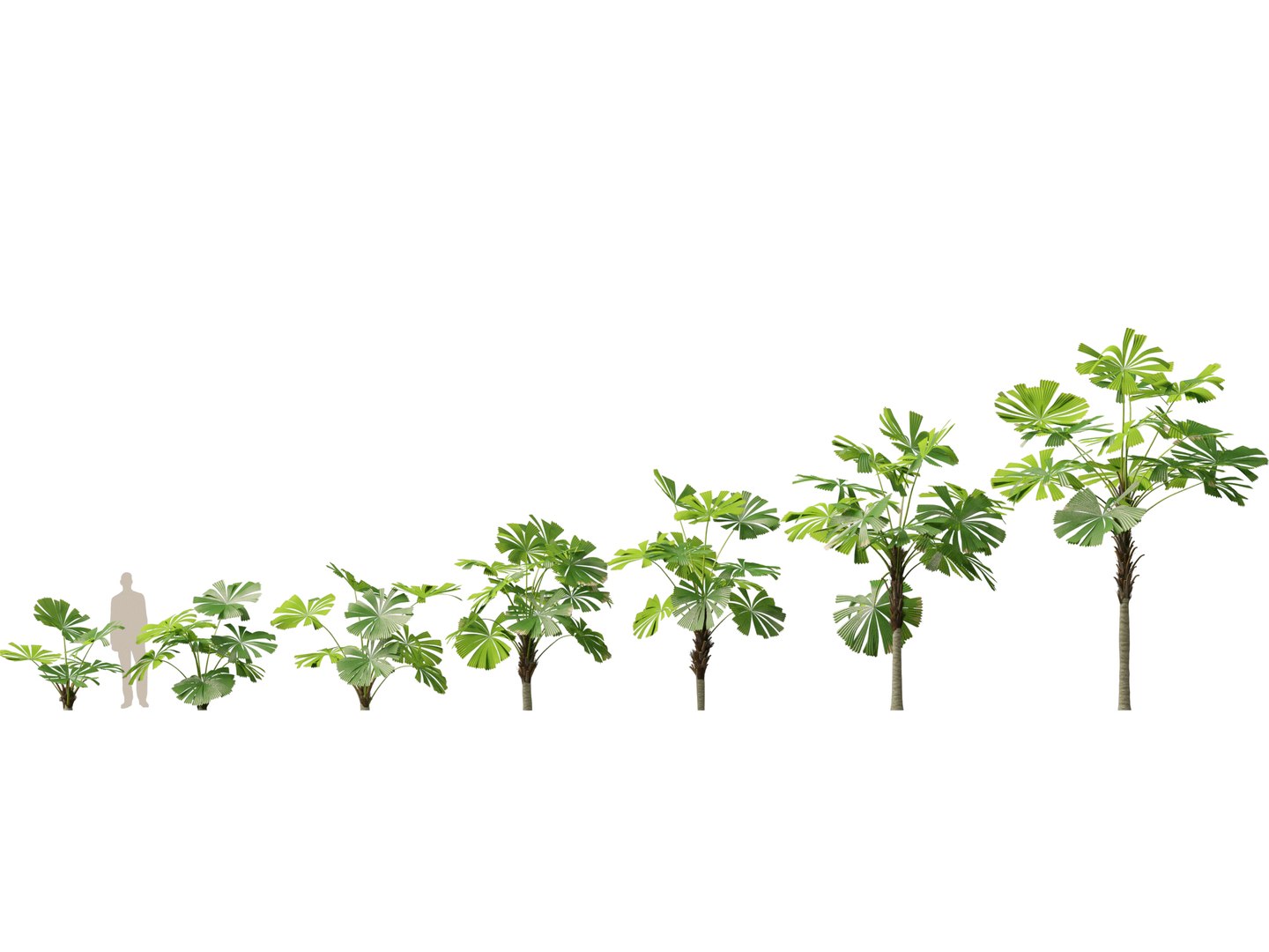 3D model Highpoly-Low Poly - Licuala ramsayi - Australian Fan Palm https://p.turbosquid.com/ts-thumb/Ij/eGchQl/MH/licuala_ramsayi1/jpg/1777386652/1920x1080/fit_q87/c0b5abfd09099a985f6eeaba31913770e67de2be/licuala_ramsayi1.jpg
