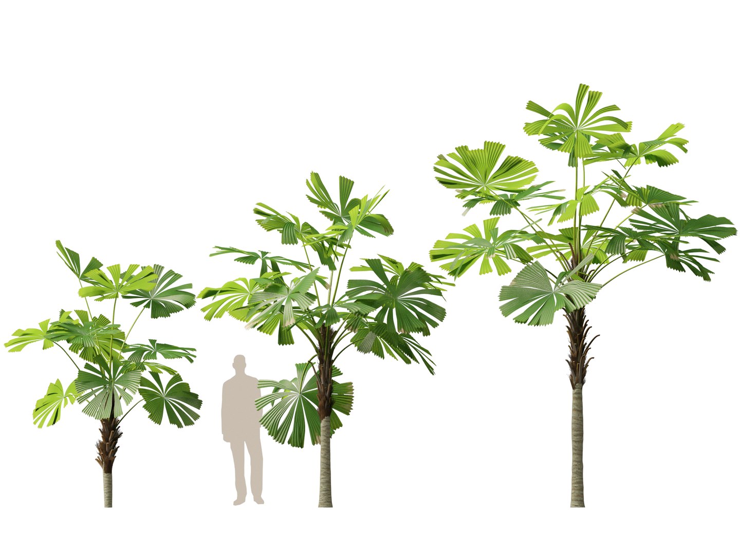 3D model Highpoly-Low Poly - Licuala ramsayi - Australian Fan Palm https://p.turbosquid.com/ts-thumb/Ij/eGchQl/PC/licuala_ramsayi7/jpg/1777386657/1920x1080/fit_q87/42a50b5545688745fdef296857cb611a00f9f758/licuala_ramsayi7.jpg