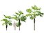 Highpoly-Low Poly - Licuala ramsayi - Australian Fan Palm