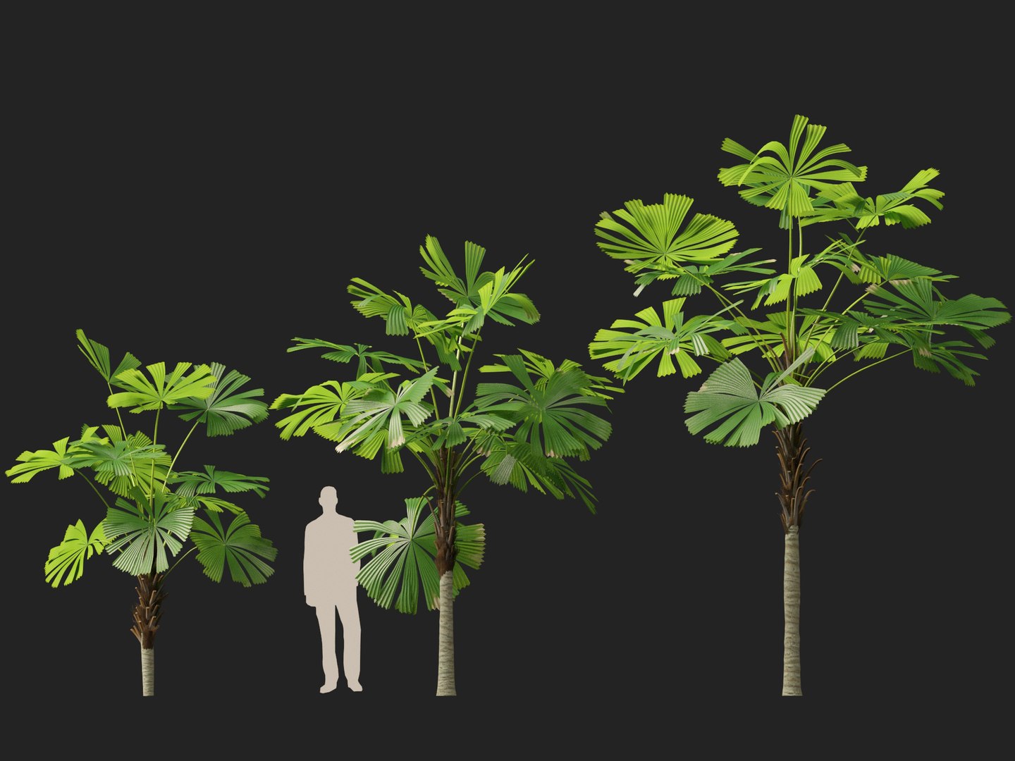 3D model Highpoly-Low Poly - Licuala ramsayi - Australian Fan Palm https://p.turbosquid.com/ts-thumb/Ij/eGchQl/R8/licuala_ramsayi8/jpg/1777386657/1920x1080/fit_q87/f42496ae629e033e2e09ae883ca14020b491b336/licuala_ramsayi8.jpg