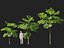 Highpoly-Low Poly - Licuala ramsayi - Australian Fan Palm