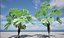 Highpoly-Low Poly - Licuala ramsayi - Australian Fan Palm