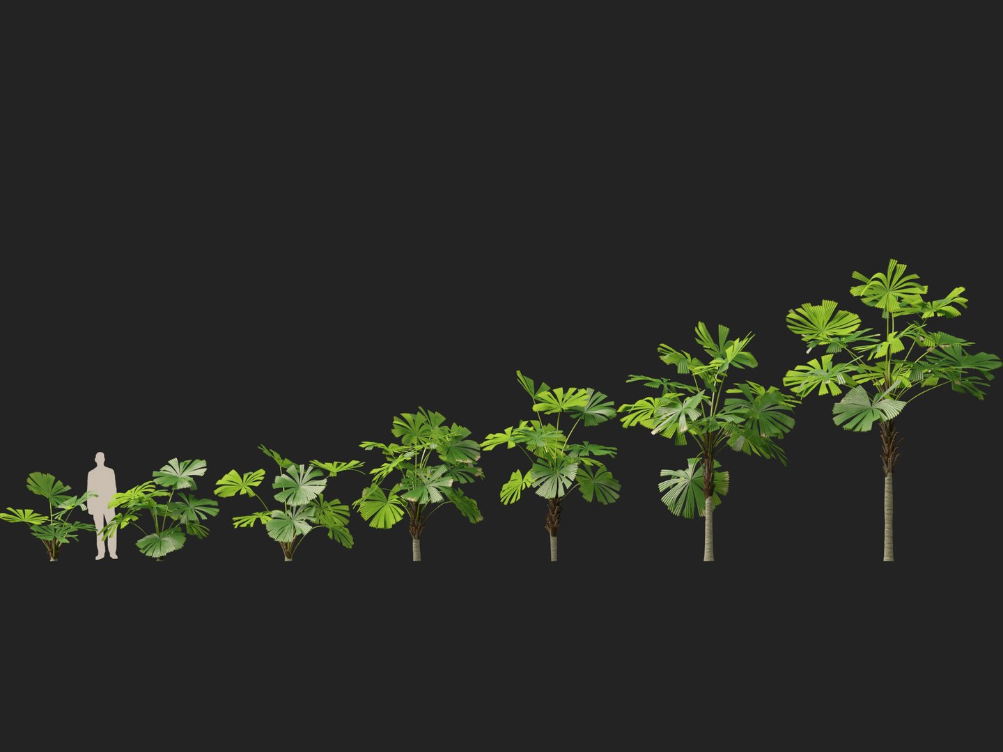 3D model Highpoly-Low Poly - Licuala ramsayi - Australian Fan Palm https://p.turbosquid.com/ts-thumb/Ij/eGchQl/aP/licuala_ramsayi2/jpg/1777386651/1920x1080/fit_q87/ba847647f41d8a3814b838343014ea91a6a87aaf/licuala_ramsayi2.jpg