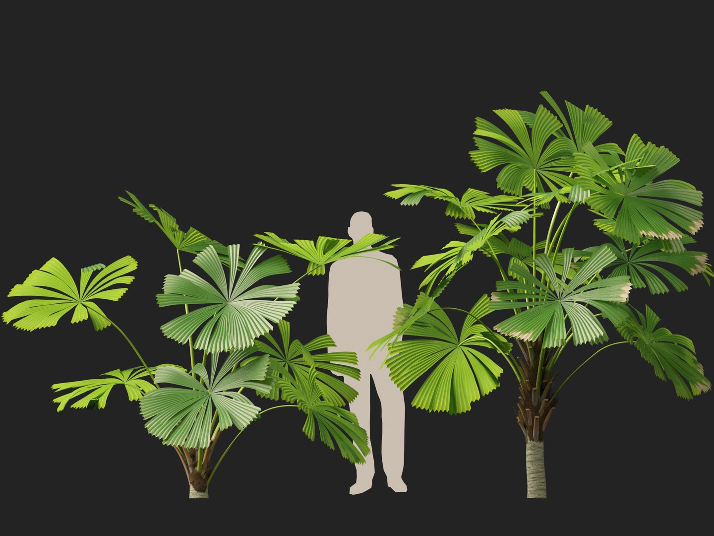 3D model Highpoly-Low Poly - Licuala ramsayi - Australian Fan Palm https://p.turbosquid.com/ts-thumb/Ij/eGchQl/aQ/licuala_ramsayi6/jpg/1777386657/1920x1080/fit_q87/bdd245af1df3eddab86269ca26b67d7008fe98a5/licuala_ramsayi6.jpg