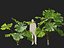 Highpoly-Low Poly - Licuala ramsayi - Australian Fan Palm
