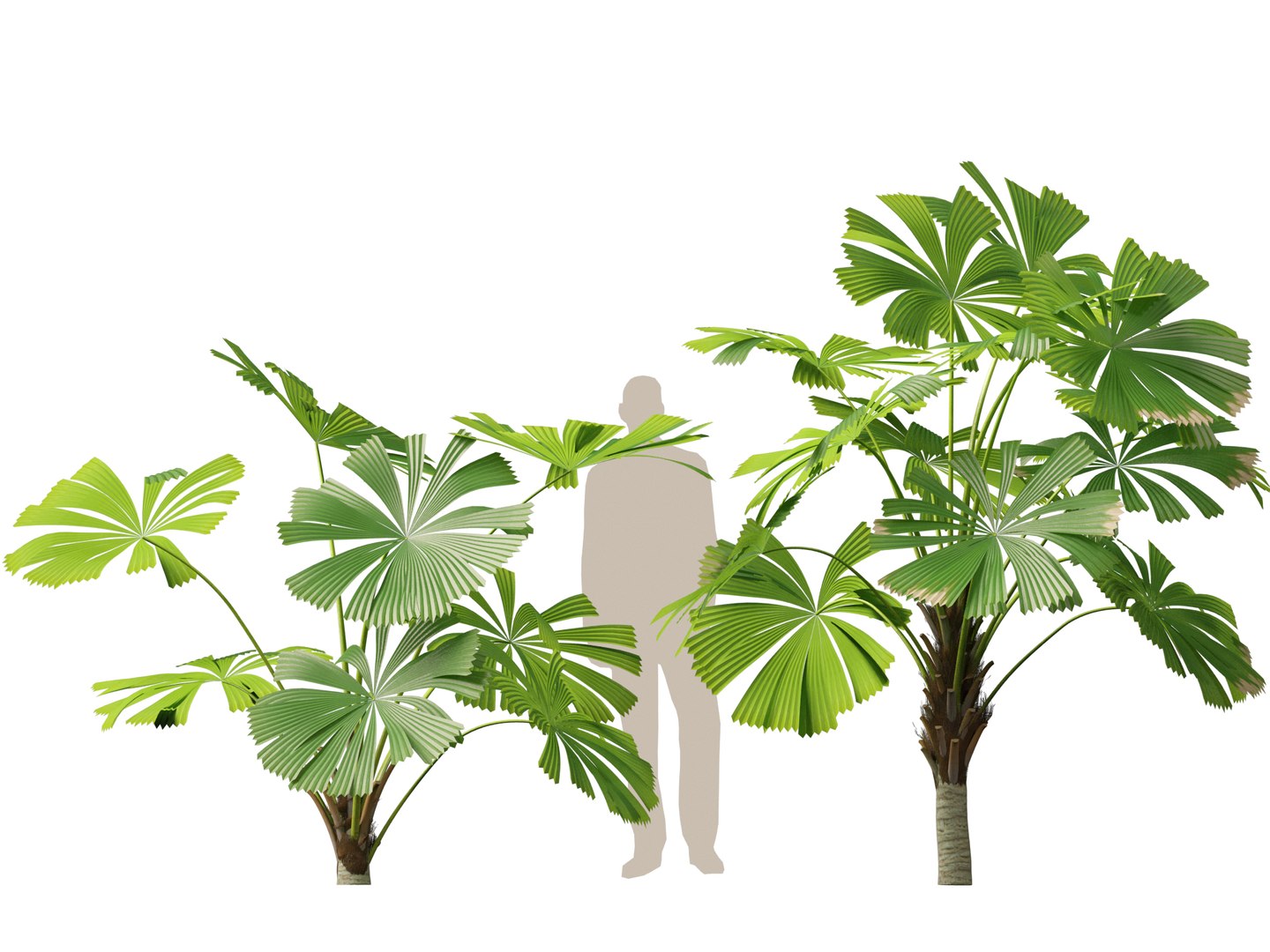 3D model Highpoly-Low Poly - Licuala ramsayi - Australian Fan Palm https://p.turbosquid.com/ts-thumb/Ij/eGchQl/mI/licuala_ramsayi5/jpg/1777386655/1920x1080/fit_q87/924ecb97b346f83179372ecc44fe0a13e09eee76/licuala_ramsayi5.jpg