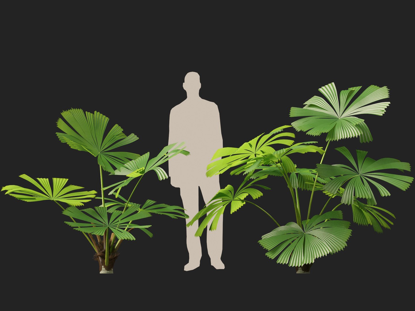 3D model Highpoly-Low Poly - Licuala ramsayi - Australian Fan Palm https://p.turbosquid.com/ts-thumb/Ij/eGchQl/mo/licuala_ramsayi4/jpg/1777386654/1920x1080/fit_q87/0716dc9309d5e5c27394e57d1be0ed6095a6c990/licuala_ramsayi4.jpg