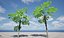 Highpoly-Low Poly - Licuala ramsayi - Australian Fan Palm