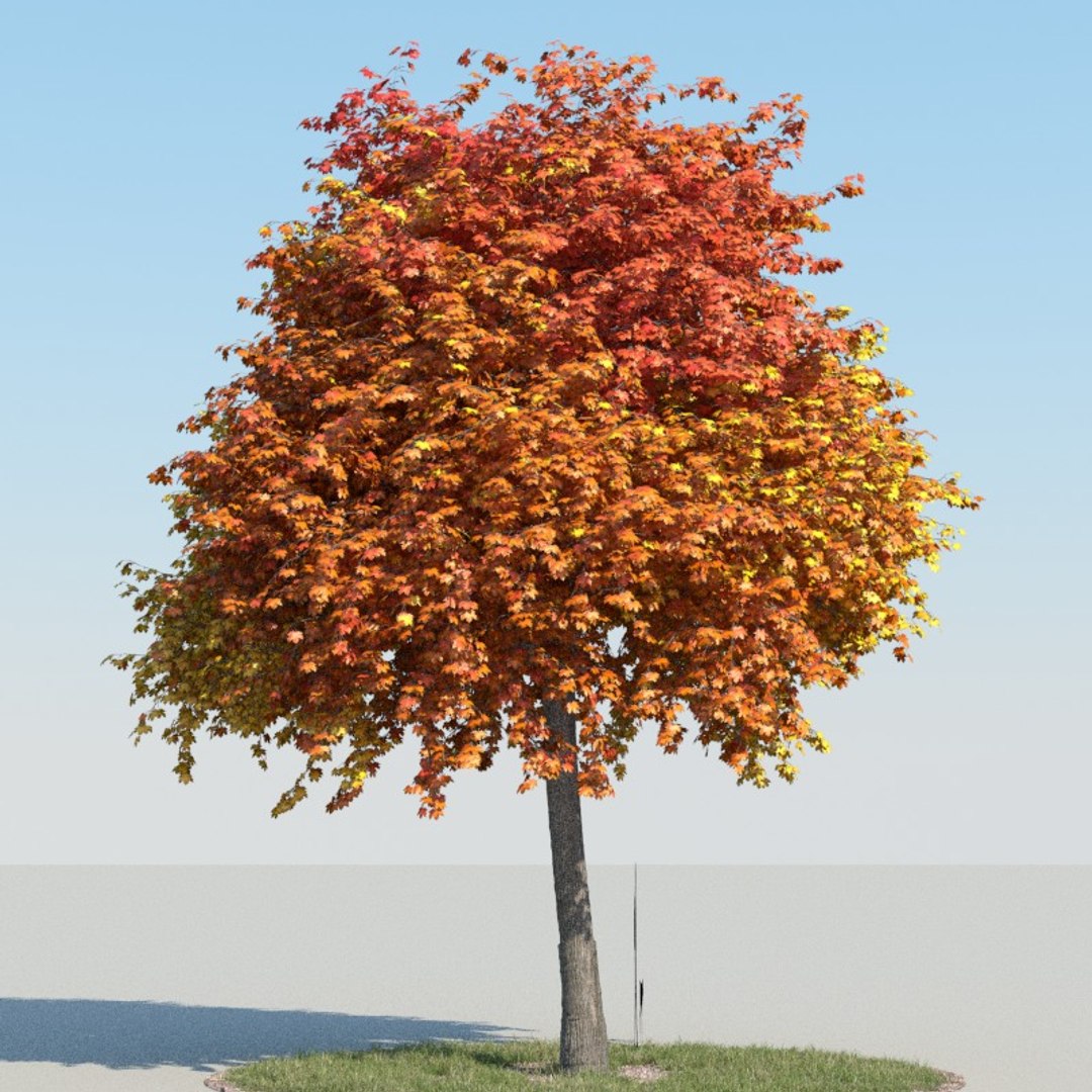 Realistic Maple Tree Autumn 3d Model