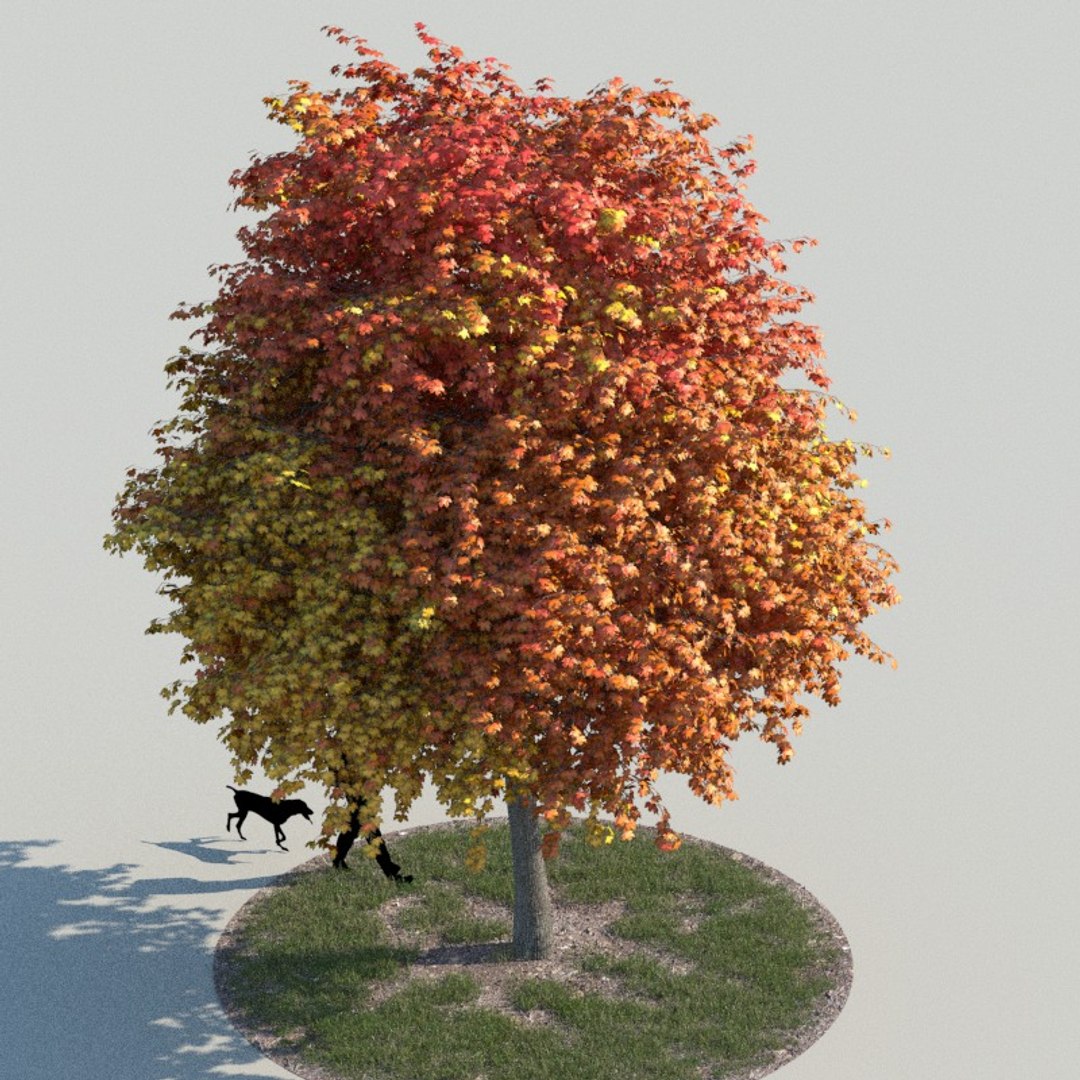 Realistic Maple Tree Autumn 3d Model