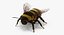 Bee and Bumblebee