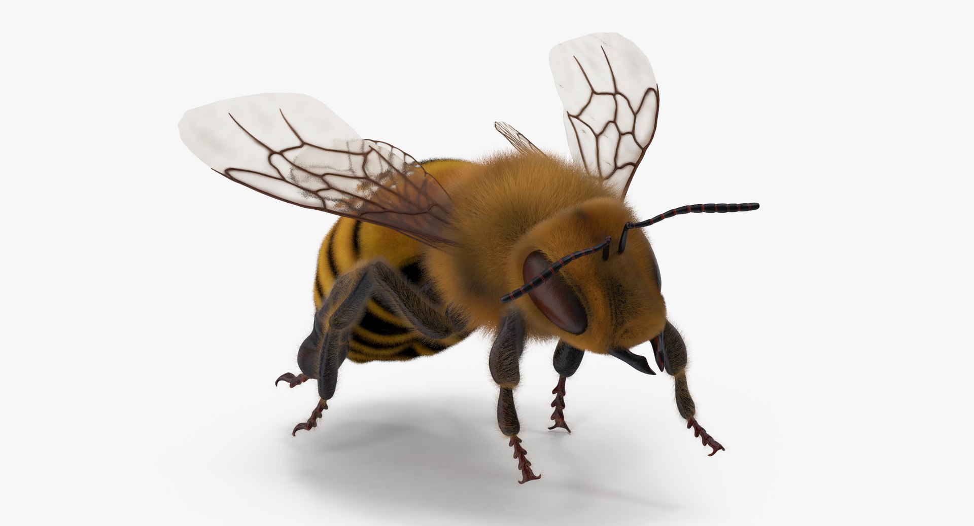 bee bumblebee 3d model https://p.turbosquid.com/ts-thumb/Ij/k2Ka8B/RNXvUor0/bee_05_001_thumbnail_0010/jpg/1469606604/1920x1080/fit_q87/2365d2634321560fca278571103c03e6e4db5e76/bee_05_001_thumbnail_0010.jpg