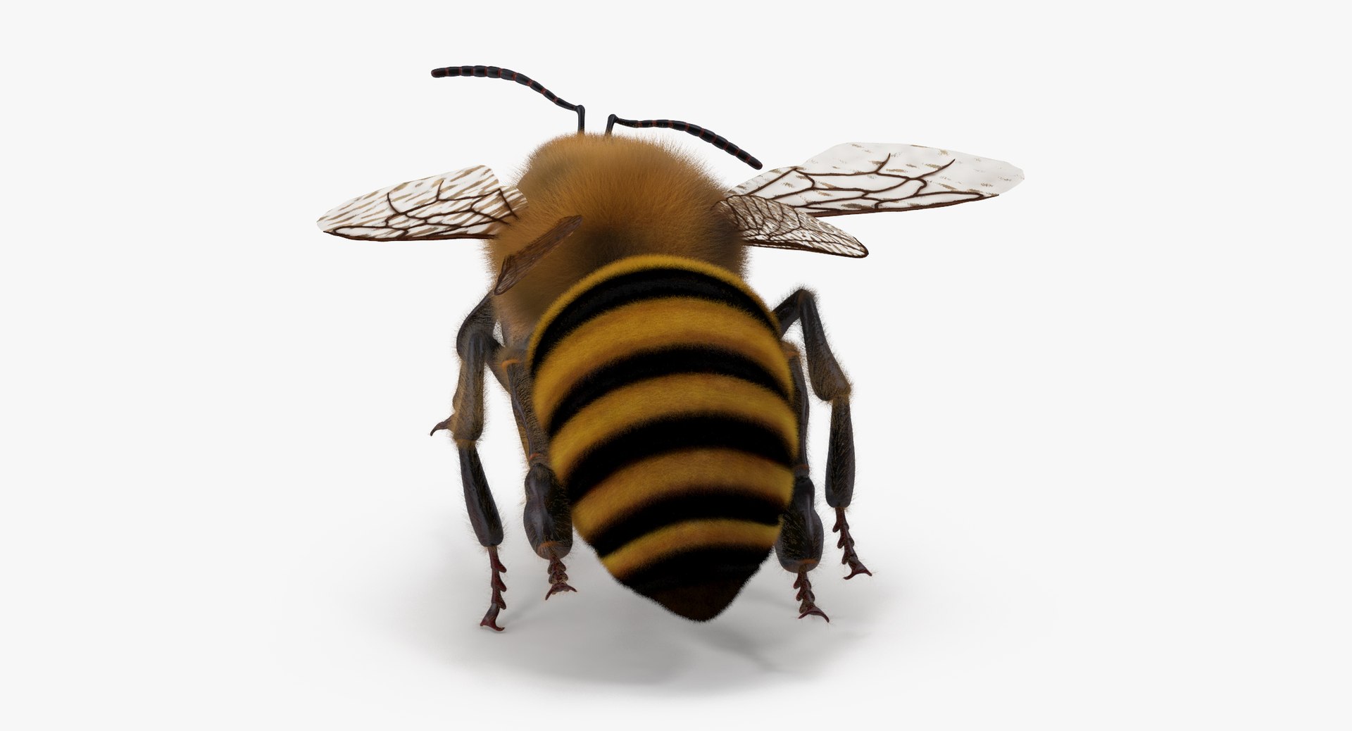 bee bumblebee 3d model https://p.turbosquid.com/ts-thumb/Ij/k2Ka8B/ceBFbAdB/bee_05_001_thumbnail_0005/jpg/1469606603/1920x1080/fit_q87/ce8ef7f9e3672199f09075acb7c0cd3087359e16/bee_05_001_thumbnail_0005.jpg