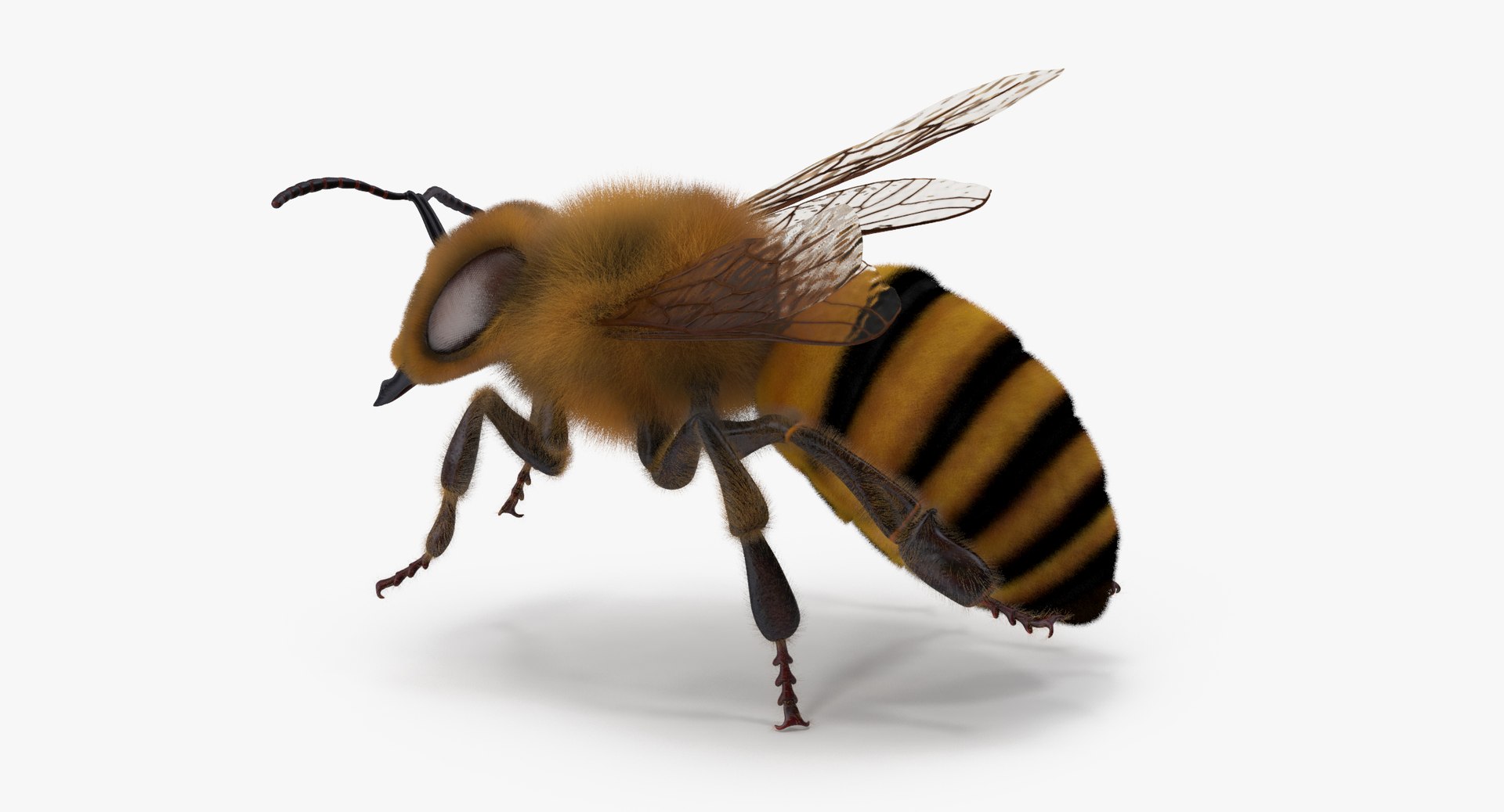 bee bumblebee 3d model https://p.turbosquid.com/ts-thumb/Ij/k2Ka8B/lulw9xyJ/bee_05_001_thumbnail_0006/jpg/1469606603/1920x1080/fit_q87/5bd52b67422cbe4d2dcddaedf4b719a316aedb78/bee_05_001_thumbnail_0006.jpg