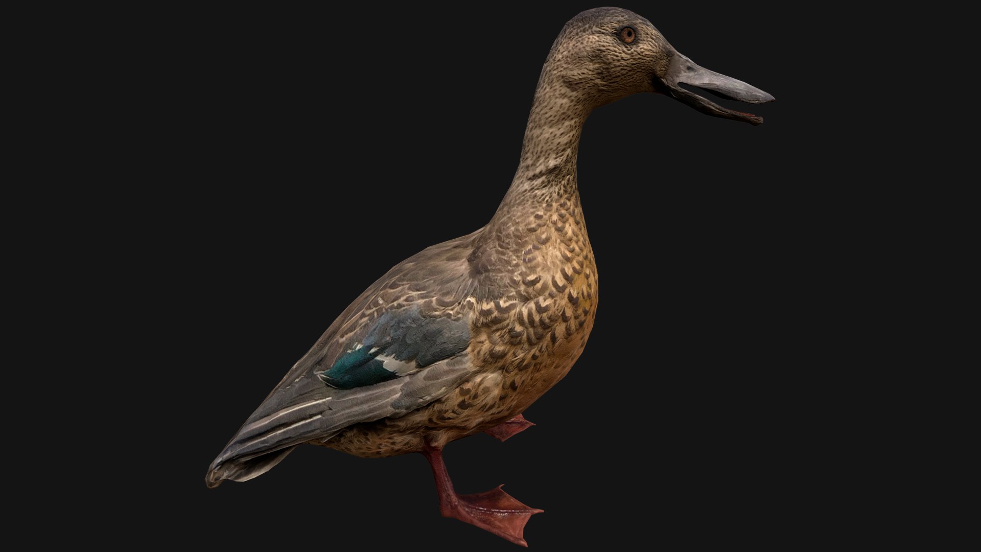 Duck Wild Bird 3D Model - TurboSquid 2072099