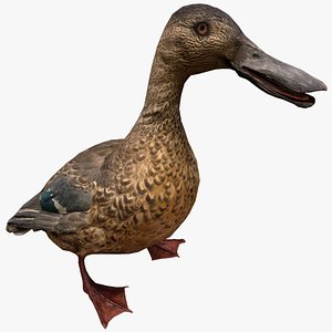 Duck Wild Bird 3D model