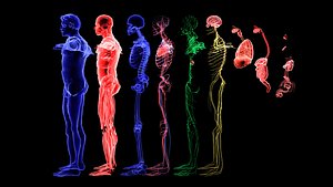 Complete Male Anatomy Blue and Orange Transparent 3D Model