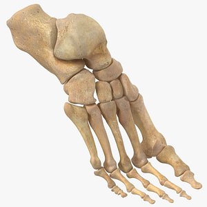 Real Human Foot Bones Anatomy Bent Pose 01