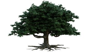 3D Oak Tree