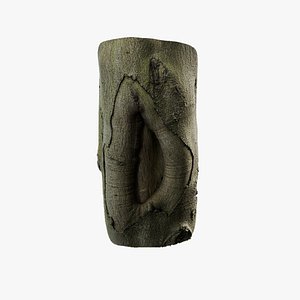 Anydrafts Cinnamomum japonicum Burl 01