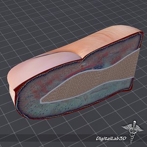 human nail anatomy fingers 3d model