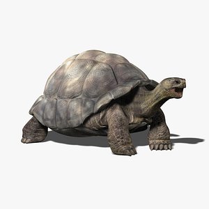 3dsmax galapagos tortoise