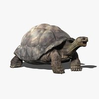 Tortoise