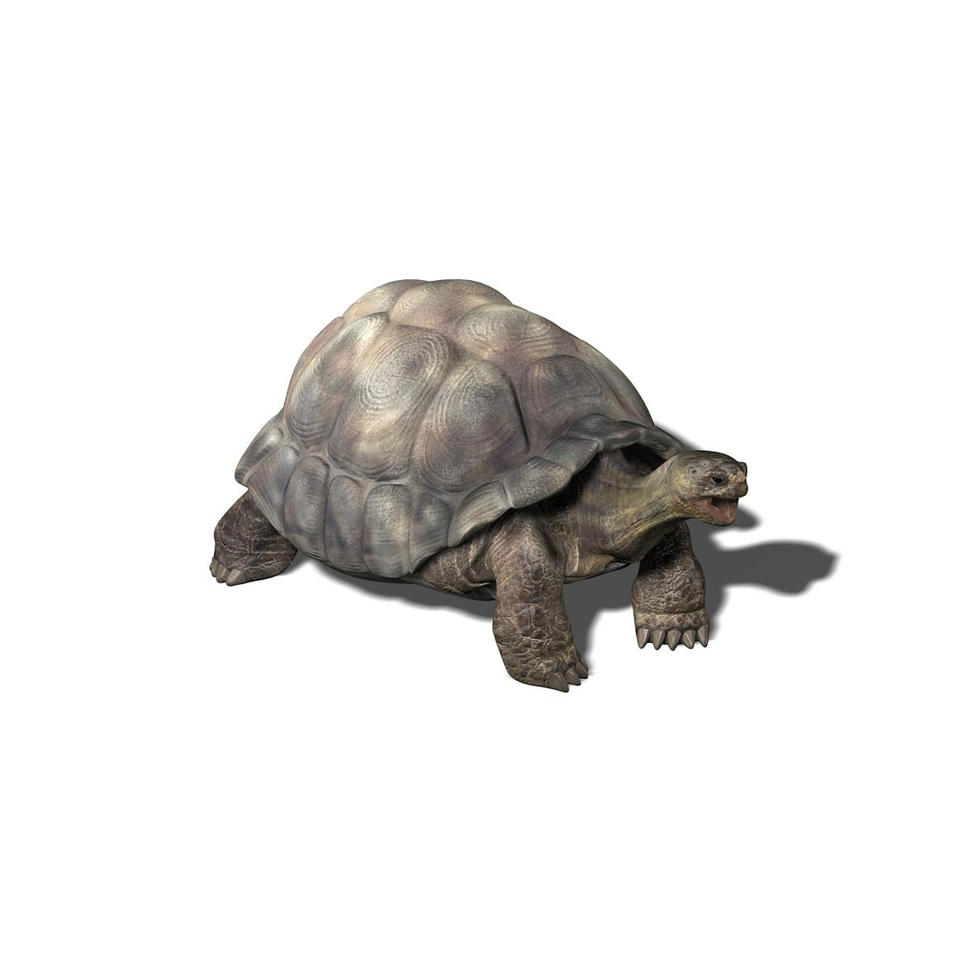 3dsmax Galapagos Tortoise