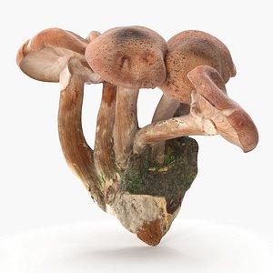 Armillaria Mellea 3D
