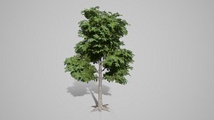 3D broadleaf tree