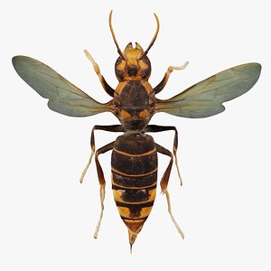 3D Vespa Velutina Variana Remastered