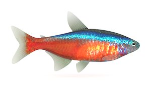 Neon Tetra Fish 3D model