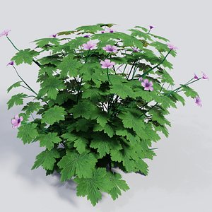 3D plant geranium endressii gardens model