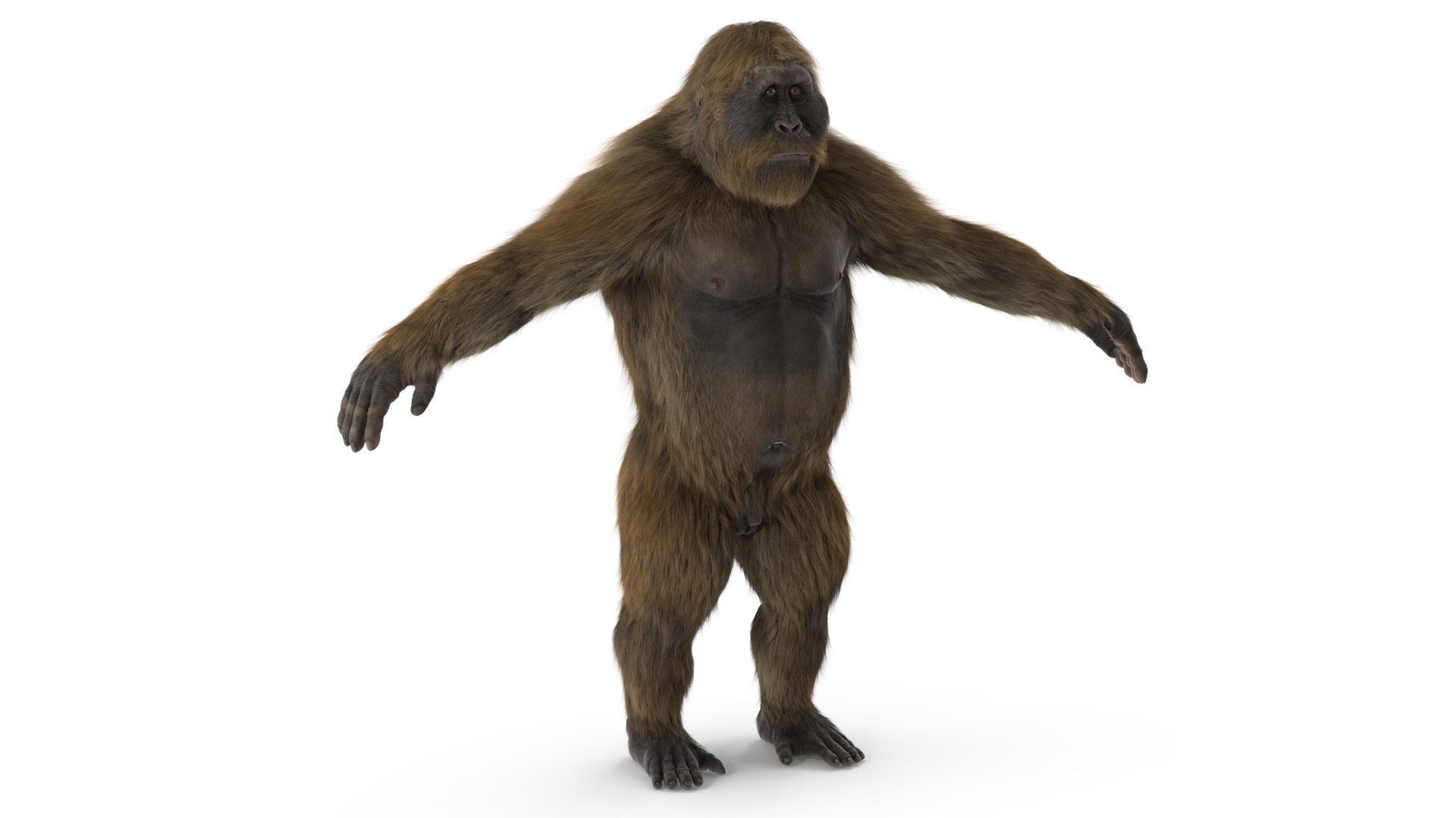modelo 3d Gigantopithecus A-Pose Pelaje - TurboSquid 2311398